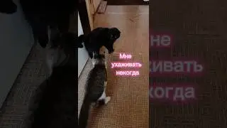 Мне ухаживать некогда 🤣 #cat #прикольнаяозвучка #catlover #юмор