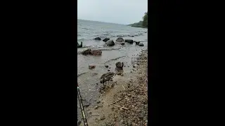 И РЫБУ ПОЙМАЛ И УТКУ НАКОРМИЛ. РЫБАЛКА НА ФИДЕР НА ВУОКСЕ. Рыбалка. Рыбалка на Вуоксе. 
