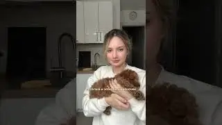 Первая часть в профиле 🤎☺️#тойпудель #смешныесобаки