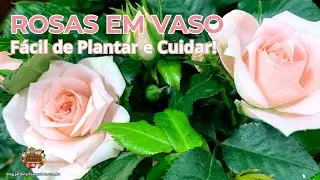 Como Plantar Rosas Lindas em Vaso 🌹 Dicas e Segredos Fáceis