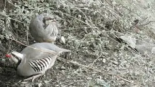 Кабко да лаби Чашма Об хурдестан Keklik Куропатка که و Partridge Chukar