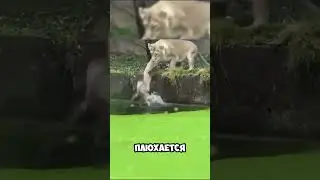 Львёнок тонет в трясине… но мама приходит на помощь!