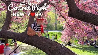 [4K]🇺🇸NYC Spring Walk : Central Park in full Bloom🌸🌹🌼 Shakespeare Garden to Bridle Path/ Apr. 2024