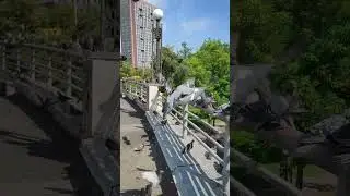 Любовь и голуби Киев   #животные #любовь  #shorts #short