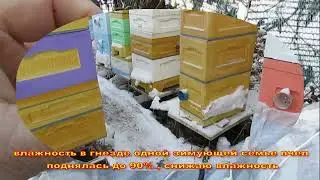 декабрь на пасеке - влажность в гнезде одной зимующей семьи пчел поднялась до 90% , снижаю влажность