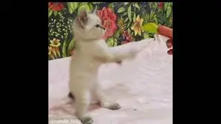 Котенок. Ринг