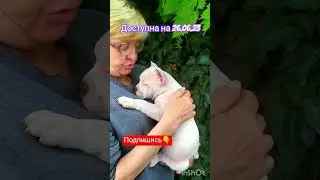 Американский булли. Белая девочка.