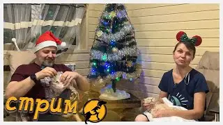 Вечерний стрим, отвечаем на ваши вопросы, делимся новостями 29.12.2023