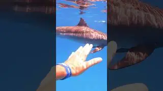 ПОД ВОДОЙ Я УВИДЕЛ…  