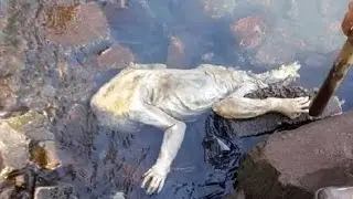 Тело ЧУПАКАБРЫ обнаружено у берега!