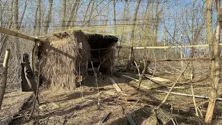Мой Супер Вольер Готов! Запускаю Фазанов / Мое Начало Разведения Птицы