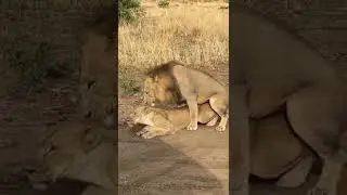 Fearless Love ❤ King   ❤ Queen  🤣🤣