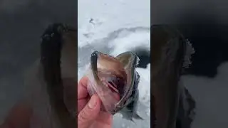 Day 3 of learning how to ice fish in Massachusetts 
