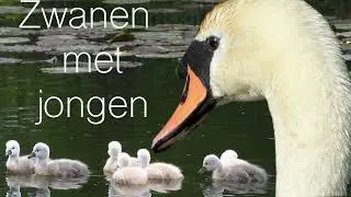 Zwanen met Jongen | Bredevoort en Aalten | Foto en Film