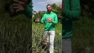 Можно ли ещё спасти чеснок, если пожелтели листья?