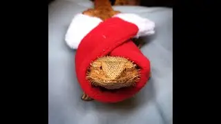 Paisley - A song about a pet lizard! (bearded dragon)