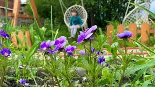 ДАЧА 10 СОТОК/НАЧАЛО ИЮНЯ 2024#огород#дача#дачники#огородники#garden#томаты#цветы#любимаядача