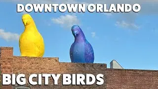 Downtown Orlando LIVE Sunday Morning - Looking for Big City Birds
