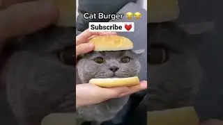 МУЖЧИНА СПАС КОТА, КОТОРОГО ВЫБРОСИЛИ В МУСОРКУ В ПАКЕТЕ / A man saved a cat