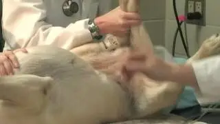 Castration & Spay of a Dog - 3. Monitoring/Preparing patient for surgery.