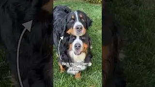 Floofy Bernese Mtn Dog Makes Fun of Shaved Dog | “This My House, Entry Please” Audio From Borat