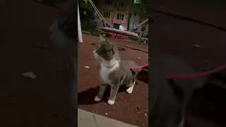 Гуляю с собакой