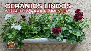 Todos as Dicas de Ouro para Ter Gerânios Lindos