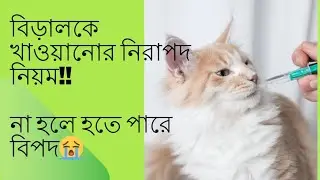 বিপদ এড়াতে বিড়ালকে খাইয়ে দেয়ার নিরাপদ পদ্ধতি,গরমে বিড়ালের জন্য কিছু টিপস #feedingcat #catsummercare
