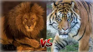 ЛЕВ VS ТИГР - КТО СИЛЬНЕЕ??