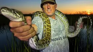 Pythons are Growing Out Of Control and Killing The Everglades!!