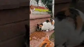 МУЖЧИНА СПАС КОТЁНКА, КОТОРЫЙ ОСТАЛСЯ НА УЛИЦЕ / ПРИЮТИЛ КОТА / man saved kitten