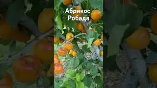 Супер солодкий абрикос #сад #садівництво #максимгаранжа #garden