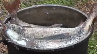 А эти дураки, отказались. Найон.