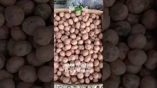 Картофель 