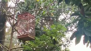 DEG - DEG an..!!! memikat burung sirtu/cipoh