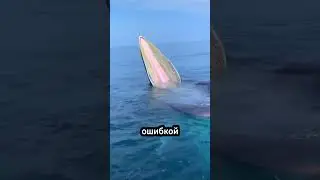 Не перепутай это с лодкой! 🐋