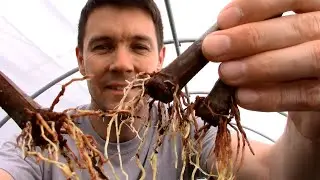 Summer Fig Tree Propagation | Rooting Fig Cuttings in a State of Active Growth