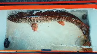Проблема! РЫБА НЕ ПОМЕЩАЕТСЯ В ЛАЙВЕЛ Husky 650!) Судак, щука, не подведите! Подготовка к PAL 2021