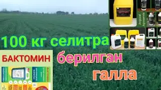 ГЕКТАРГА 100КГ СЕЛИТРА БЕРИЛГАН ГАЛЛА. КАШКАДАРЁ ВИЛОЯТИ ЯККАБОГ ТУМАНИДА