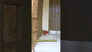 Полицейские арестовали курицу 