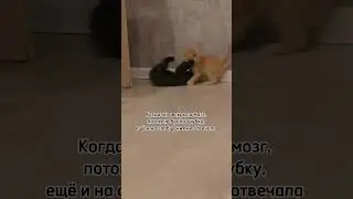 #music #топ #cat #song #любовь #музыка #love
