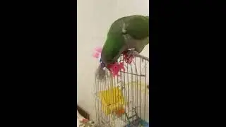 у Гоши уже есть новогодний подарок))