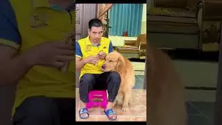 Con xin lỗi ba nha chịu khó ở ngoài sân đi 😊😊😊chó pet xuhuong dog