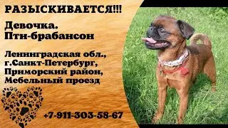 Пропала собака! Девочка. Пти-брабансон. Ленинградская обл, г.Санкт-Петербург