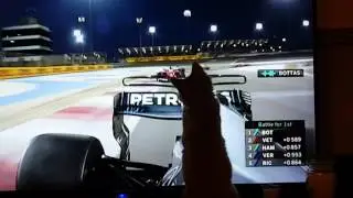 Kitten hitch hiker Bahrain