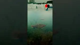 Поклёвки Чужого на Жерлицы!