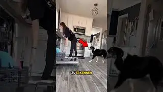 hund trainiert, um Besitzer mit Epilepsie zu helfen