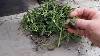 Cutting 