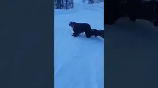 когда банка пива обогнала сноубордиста )