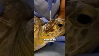 Моллюски на черепахах 